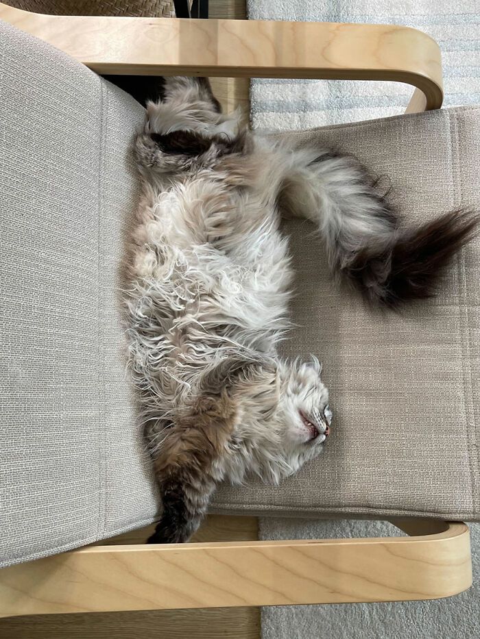 Fluffy cat caught in a dramatic moment lying upside down between chair cushions with a relaxed expression.