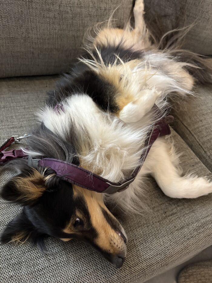 You Go For A Walk, I’m Comfy Here