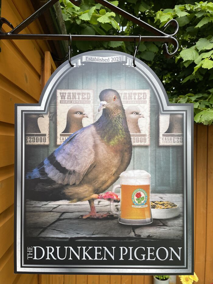 Pigeon And A Pint