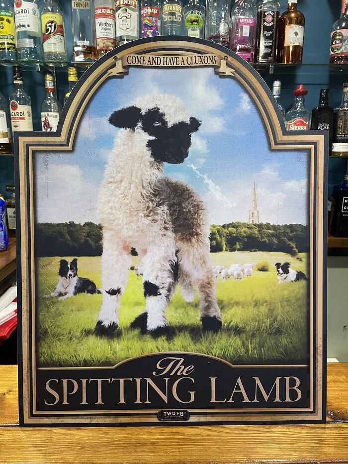 The Spiting Lamb