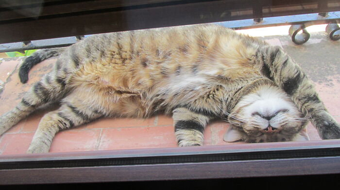 Our Cat Lilu Sleeping Outside At The Window