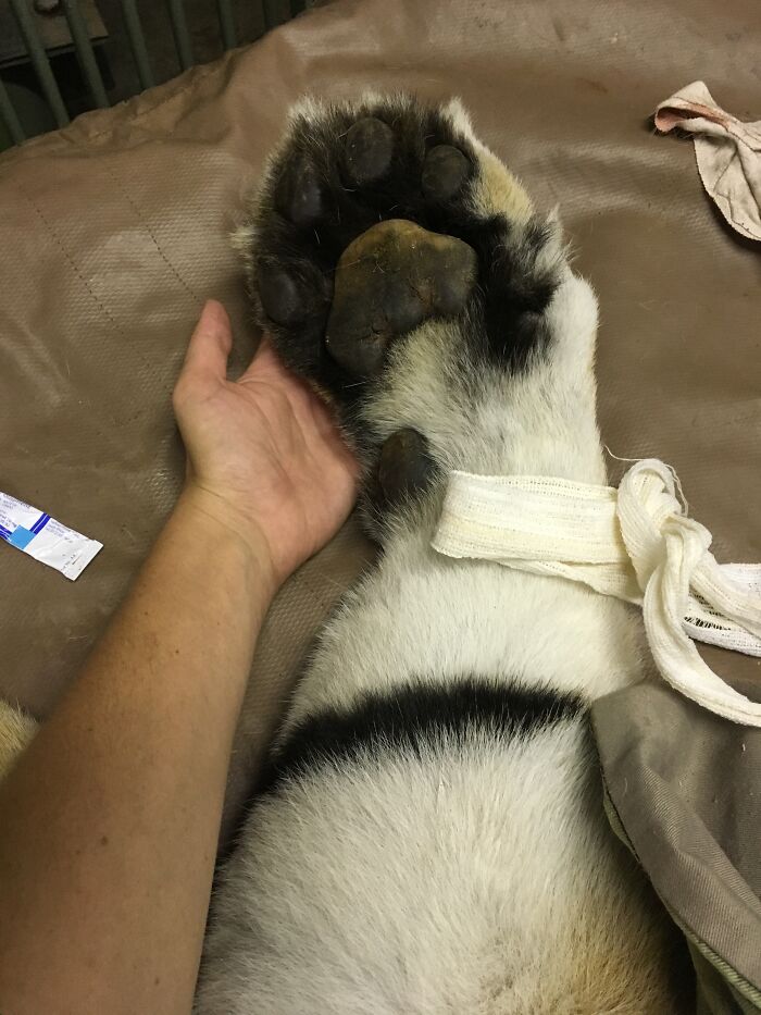 Wildlife vet holding the large paw of a sedated leopard during a medical procedure.