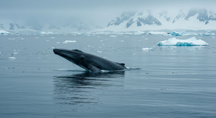 I Captured "Wonders Of Antarctica"