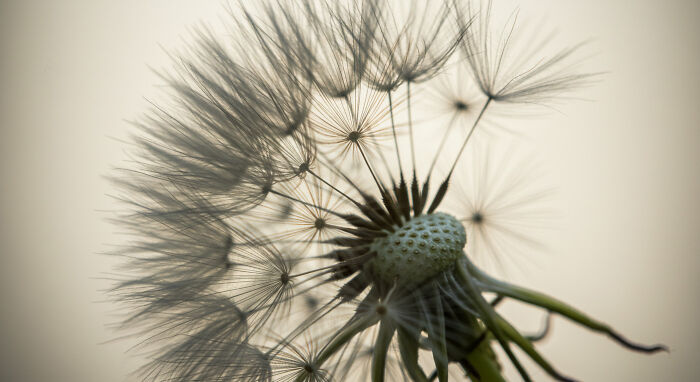 Best Nature Macro Shots I Captured Last Week