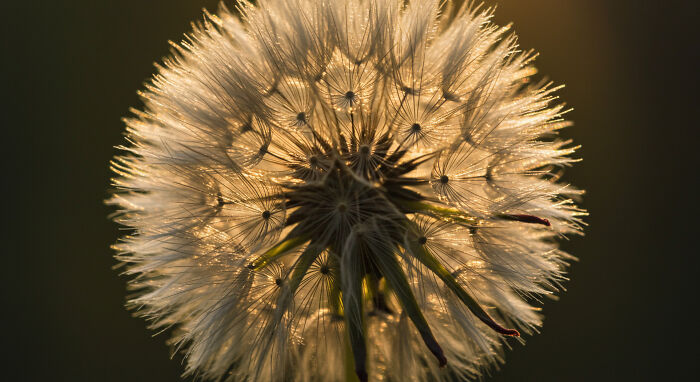 Best Nature Macro Shots I Captured Last Week
