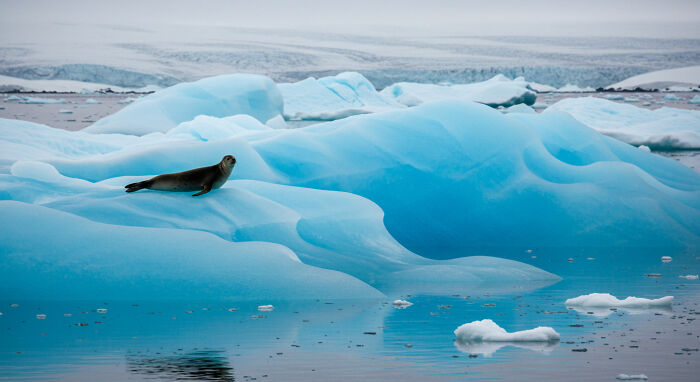 I Captured "Wonders Of Antarctica"