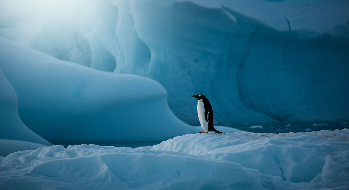 I Captured "Wonders Of Antarctica"
