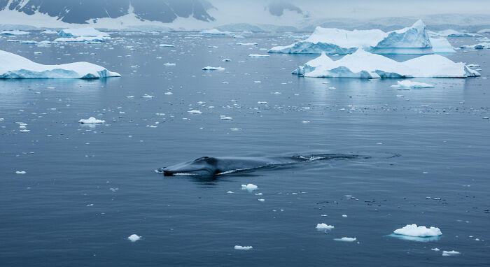 I Captured "Wonders Of Antarctica"