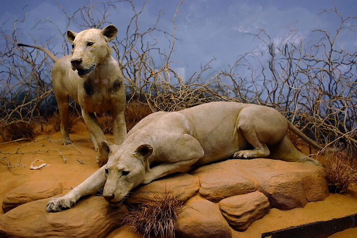 Two lifelike foreign artifacts of lions displayed on rocks with dry branches at the British Museum exhibit.