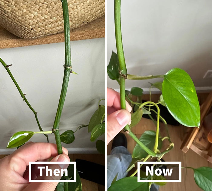 Before and after comparison of easy low-effort garden plant cuttings growing healthy green leaves indoors.