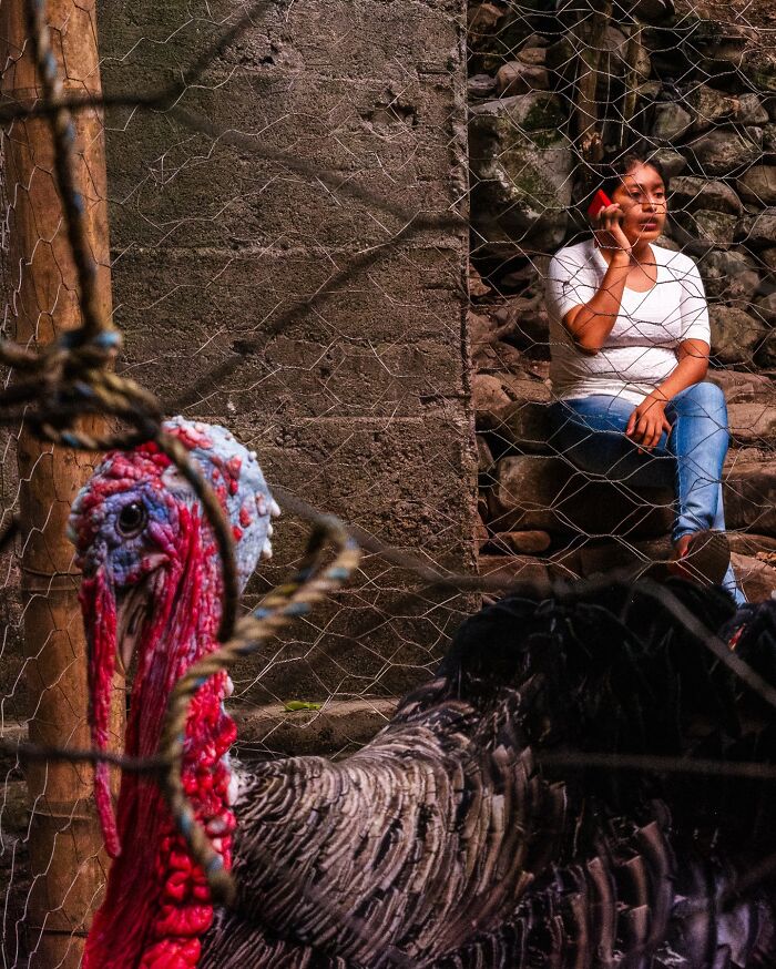 Woman sitting behind chicken wire fence talking on phone with a turkey in foreground in an honest street moment.