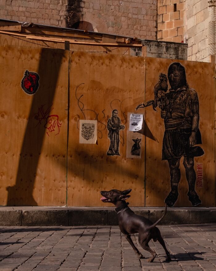 Small dog playing on cobblestone street near wall with artistic street moments and graffiti in warm sunlight.