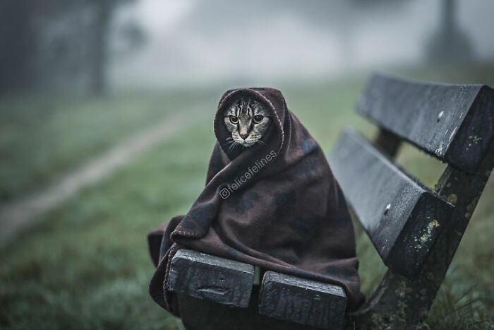 Cat wrapped in a blanket sitting on a weathered bench outdoors, one of the animals that didn’t mean to be funny
