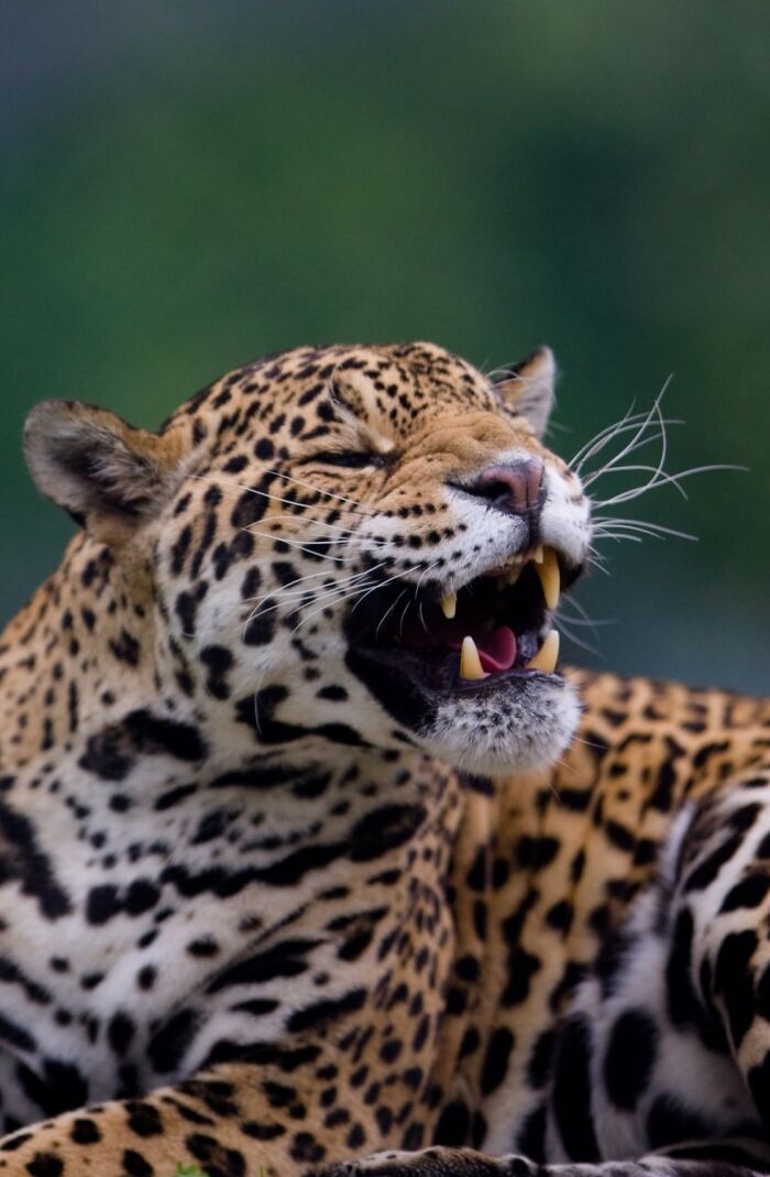 Yes, Animals Laugh – If You Know When To Look