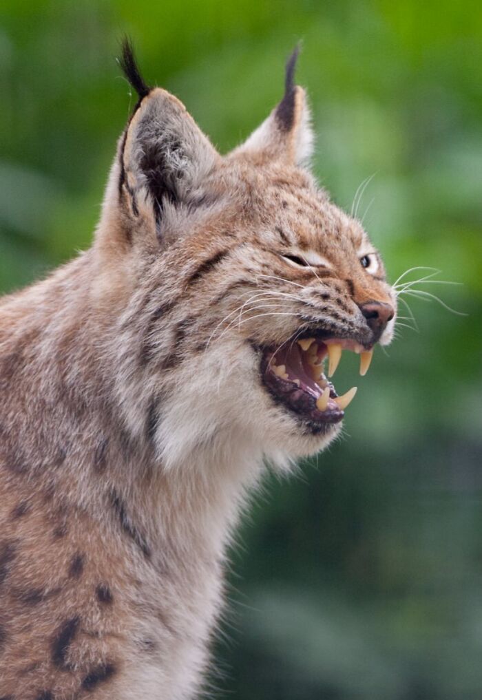 Yes, Animals Laugh – If You Know When To Look