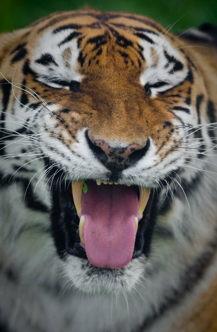 Yes, Animals Laugh – If You Know When To Look