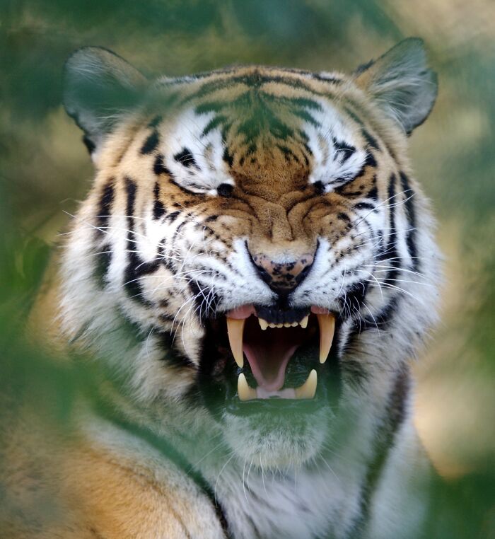 Yes, Animals Laugh – If You Know When To Look