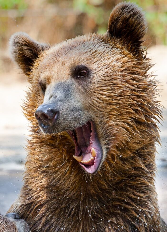 Yes, Animals Laugh – If You Know When To Look