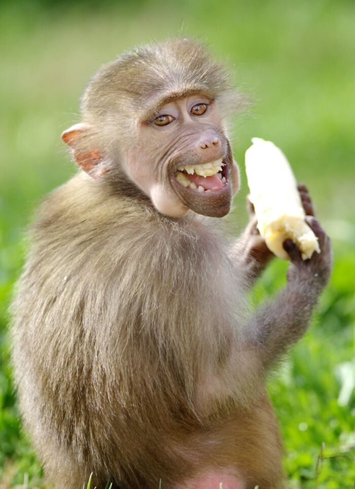 Yes, Animals Laugh – If You Know When To Look