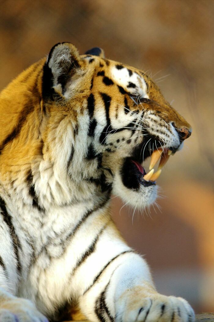 Yes, Animals Laugh – If You Know When To Look