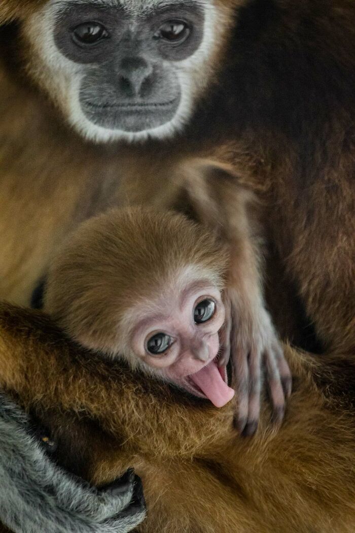 Yes, Animals Laugh – If You Know When To Look