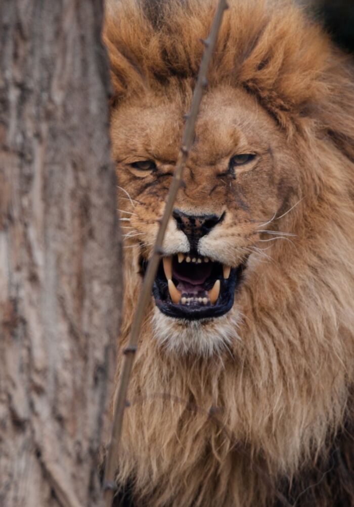 Yes, Animals Laugh – If You Know When To Look