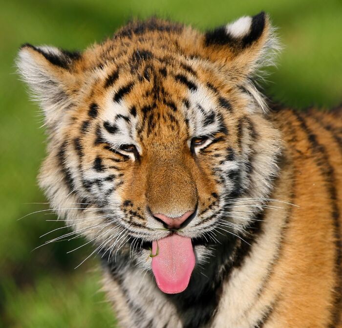 Yes, Animals Laugh – If You Know When To Look