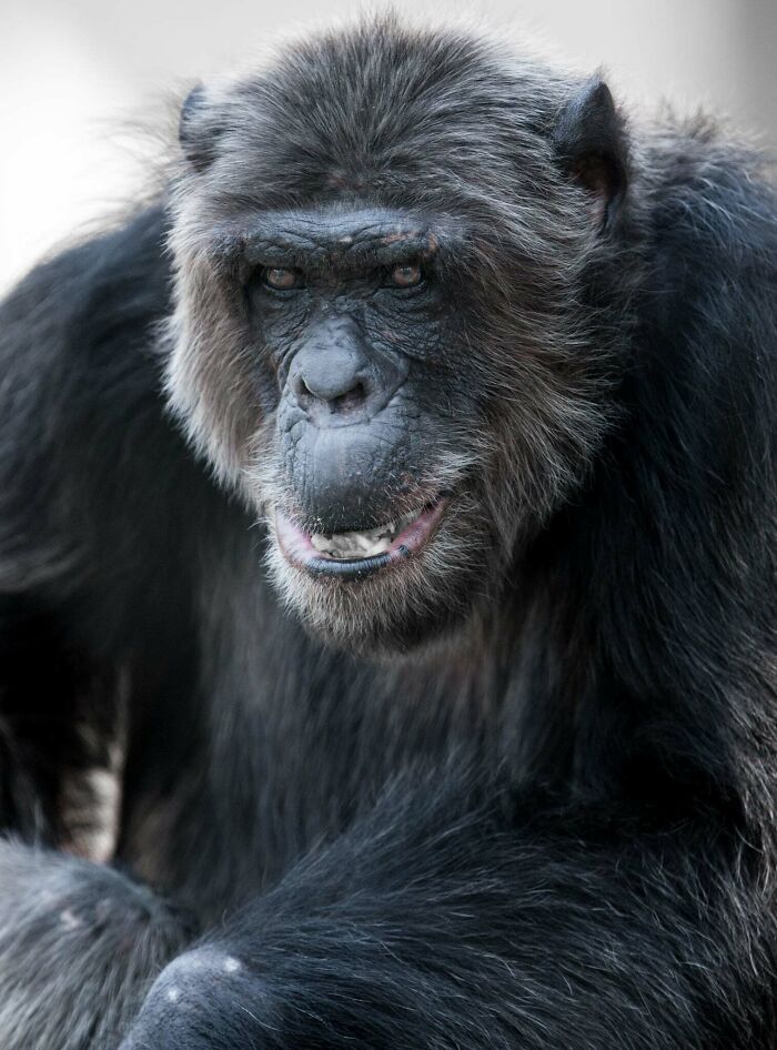 Yes, Animals Laugh – If You Know When To Look