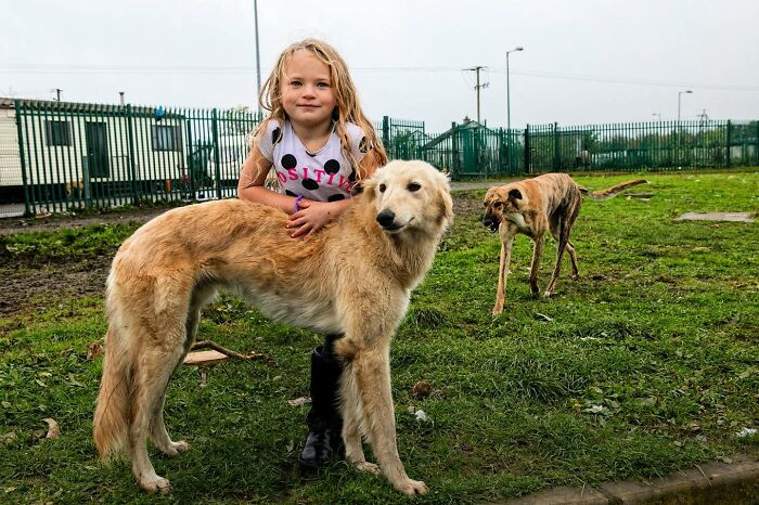 Irish Traveller kid smiling while hugging a large dog on a grassy field with another dog in the background