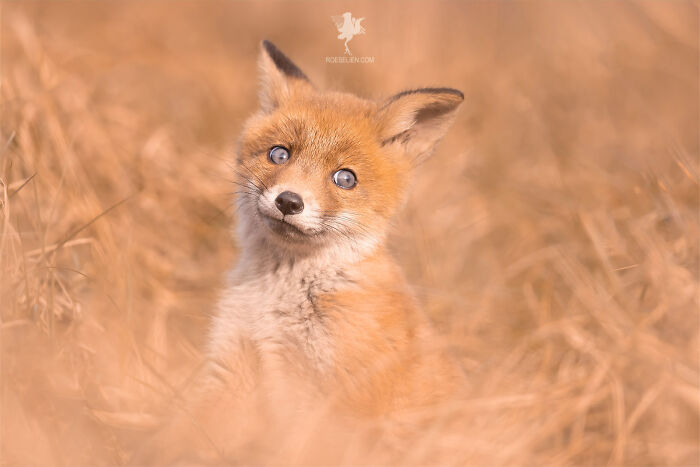 Fox cub with a curious expression sitting in dry grass, showcasing animals that didn’t mean to be funny but totally nailed it.