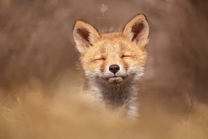 Smiling fox with eyes closed in natural setting, one of the animals that didn’t mean to be funny but nailed it perfectly