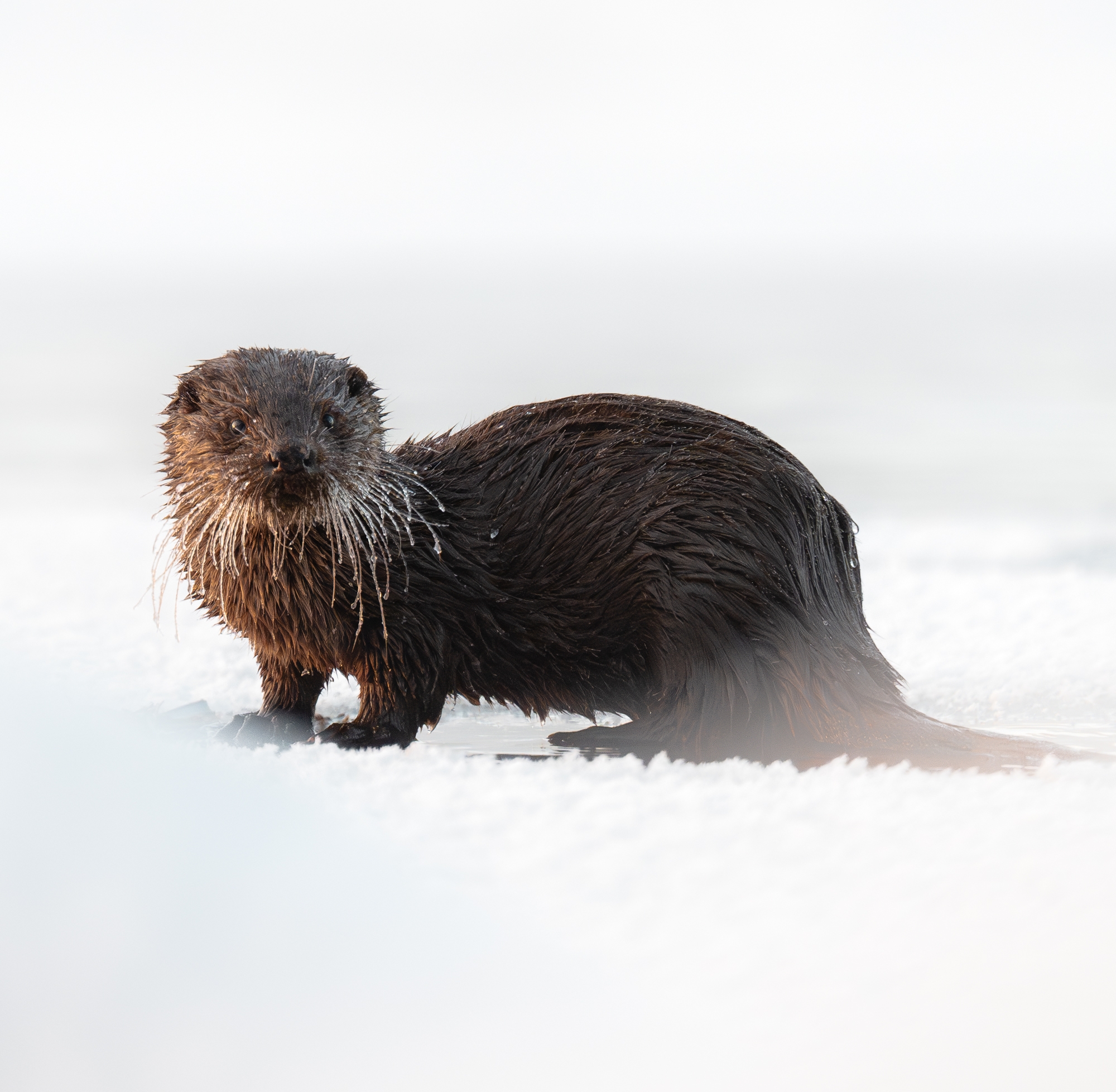 Wet otter standing on snowy ground in the woods, symbolizing life in a cabin in the woods and true home connection. - 12
