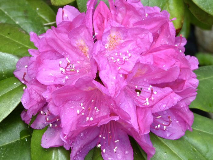 My Rhododendron