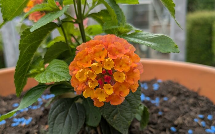 Lantana 'Calippo Tutti Frutti'