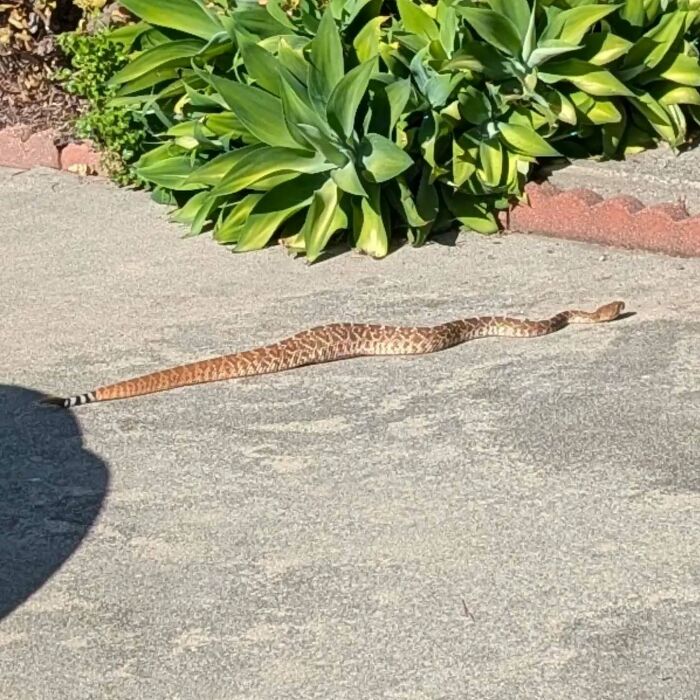 Brown patterned snake crossing yard near plants, one of the regular visitors captured by camera at woman’s water fountain.