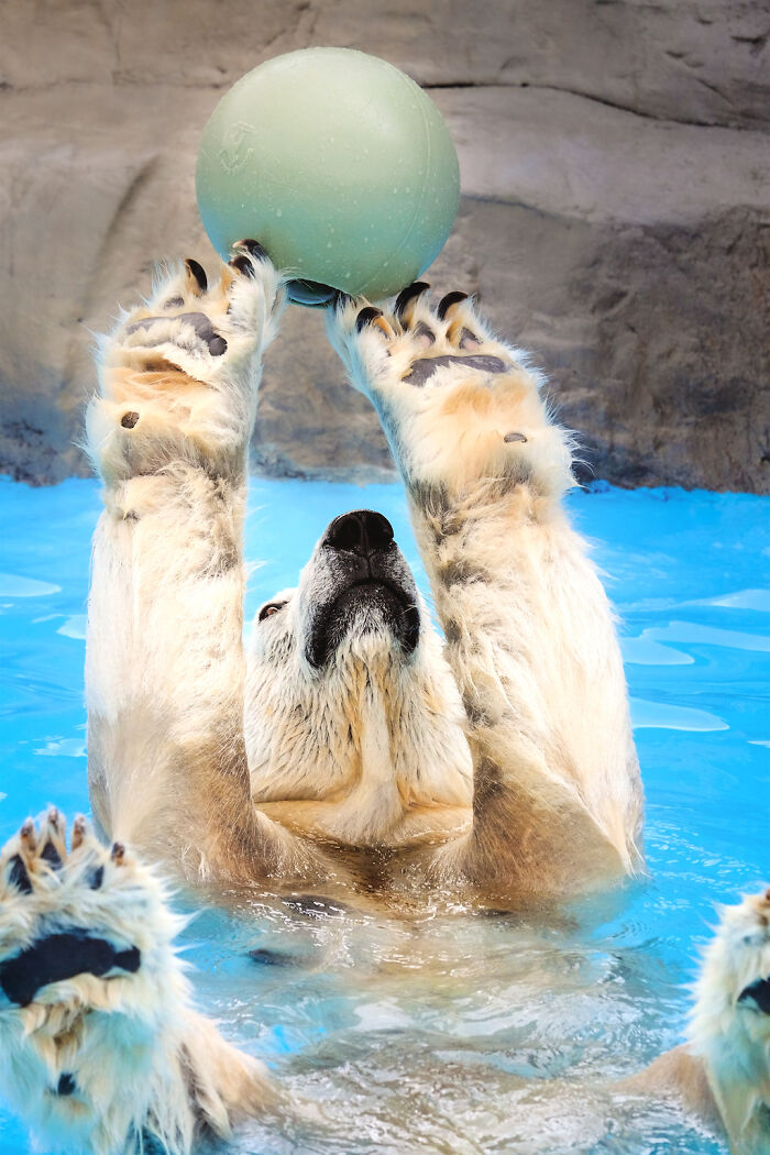Polar bear playing with ball in water, showcasing funny animals moments and playful animal behavior.