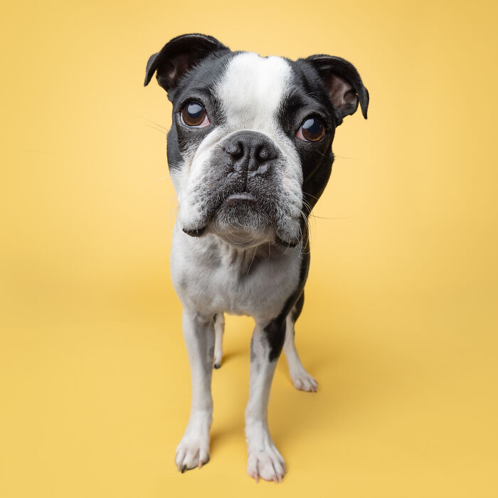 Rescue puppy with black and white fur standing on a yellow background, experiencing peanut butter for the first time.