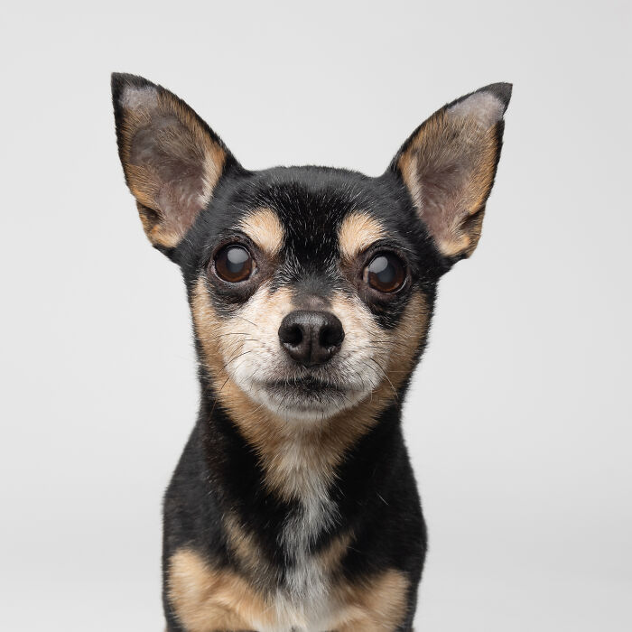 Close-up of a rescue puppy with black and tan fur, experiencing pure joy while trying peanut butter for the first time.