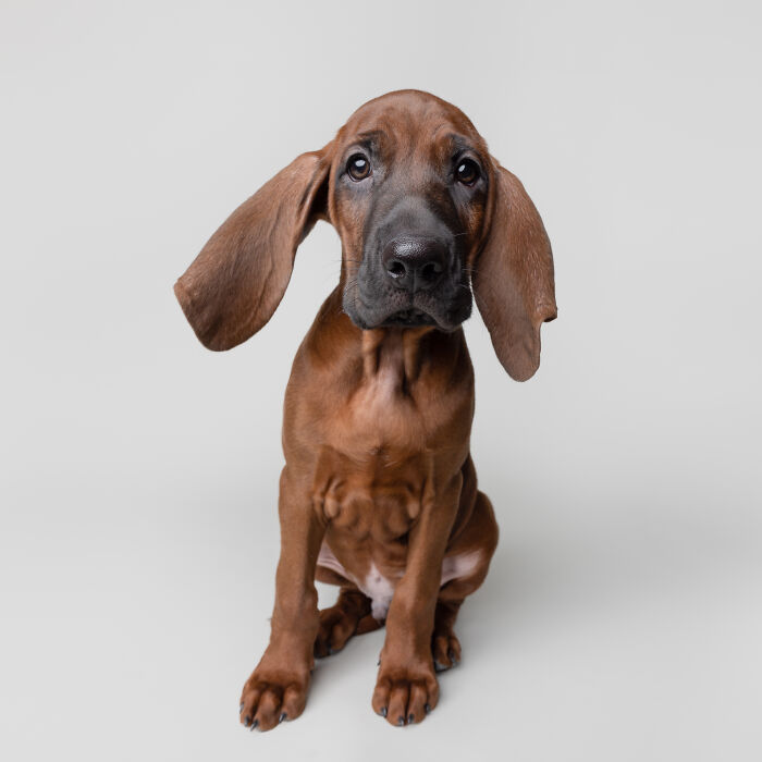 Rescue puppy with large ears sitting and looking curiously, capturing the joy of trying peanut butter for the first time
