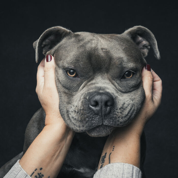 Rescue puppy with gray fur held gently by hands, showing calm expression and close-up portrait on dark background