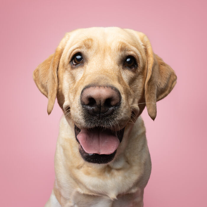Rescue puppy with light fur looks joyful with mouth open against a soft pink background in a close-up portrait.