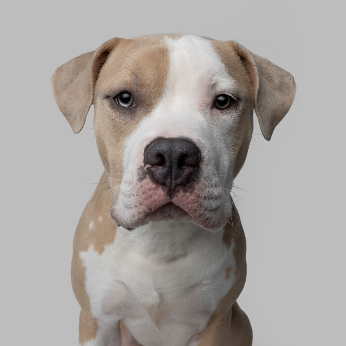 Rescue puppy with light brown and white fur looking at the camera, showcasing pure joy after trying peanut butter.