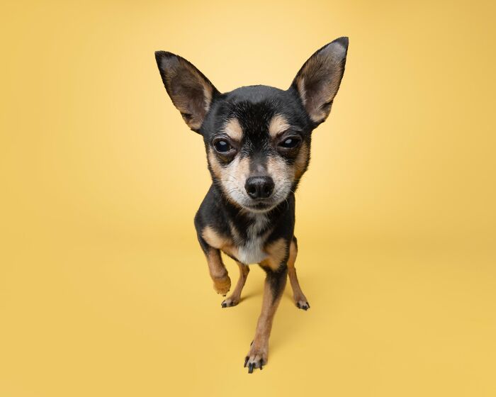 Rescue puppy with large ears walking on yellow background, capturing the joy of trying peanut butter for the first time