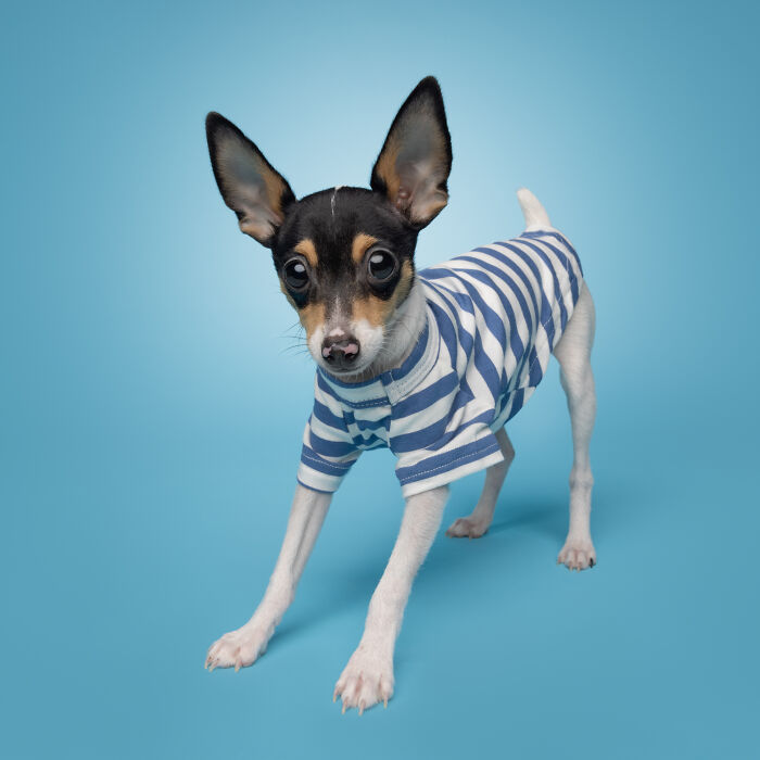 Small rescue puppy wearing a striped shirt, standing on blue background, capturing the joy of trying peanut butter.