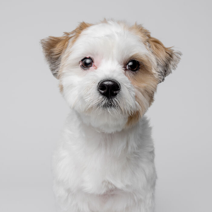 Rescue puppy with white and brown fur looking curiously at the camera, showcasing joy after trying peanut butter for the first time.