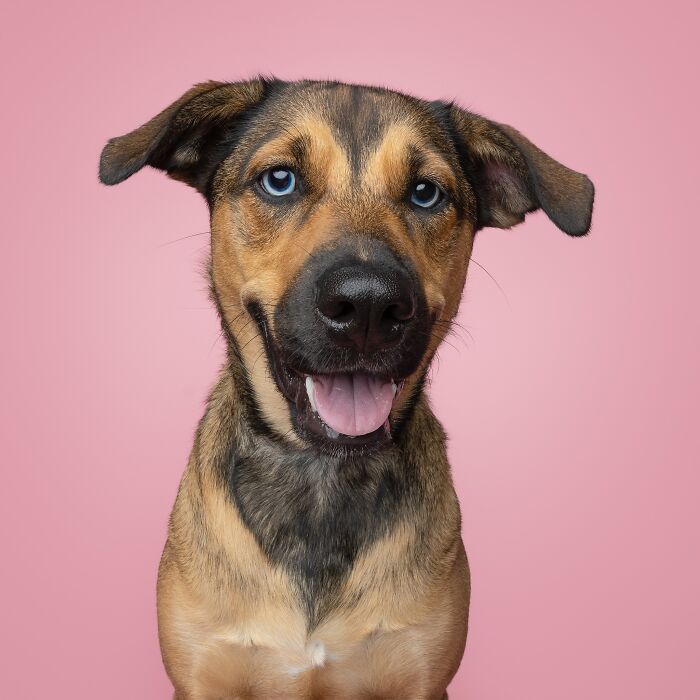 Rescue puppy with bright blue eyes happily tasting peanut butter for the first time against a pink background.