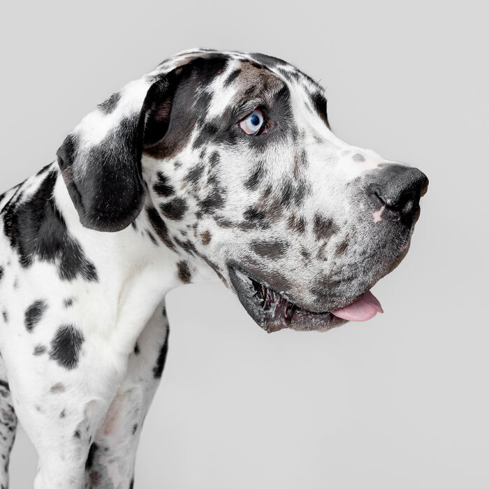 Rescue puppies tasting peanut butter for the first time showing joyful expressions with tongues out against a plain background