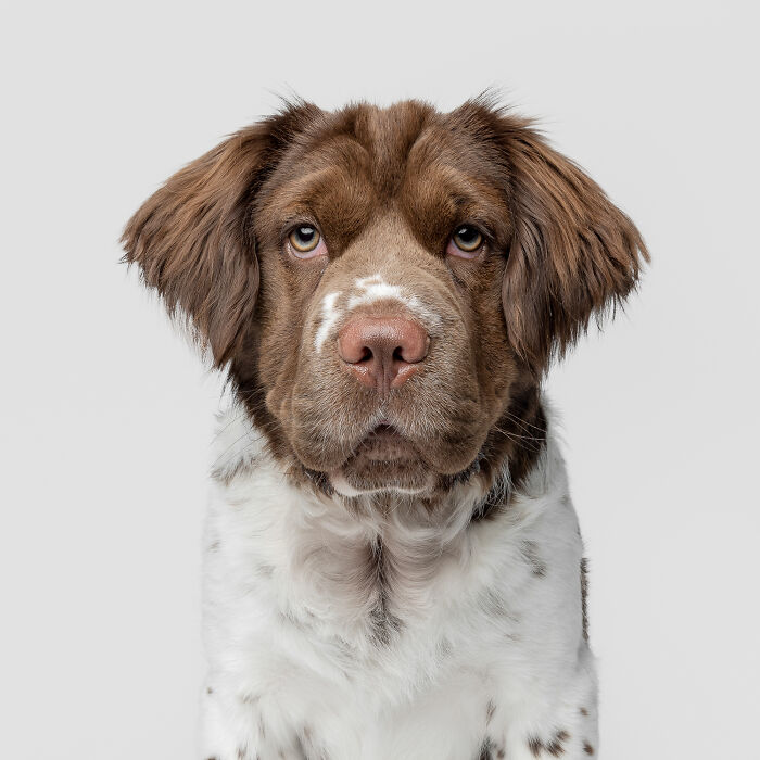 Rescue puppy with brown and white fur looking at camera, experiencing peanut butter for the first time and pure joy.
