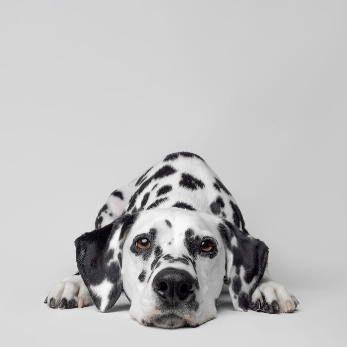 Rescue puppy lying down with black and white spots, showing pure joy after trying peanut butter for the first time.
