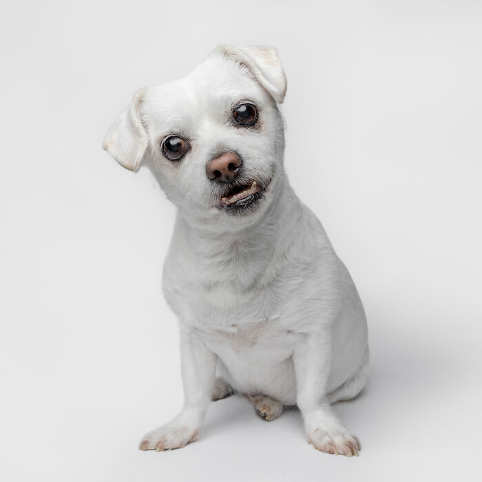 Small white rescue puppy sitting against a plain background, experiencing pure joy while trying peanut butter for the first time.